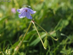 Erodium telavivense