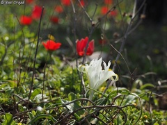 Iris palaestina