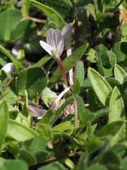 Trifolium israeliticum