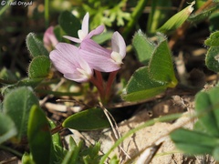 Trifolium israeliticum