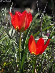 Tulipa agenensis