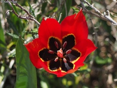 Tulipa agenensis