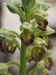 Orchis punctulata