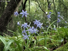 Scilla cilicica