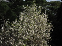 Amygdalus