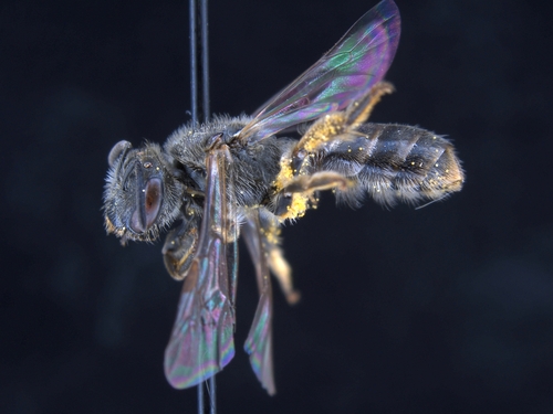 iNaturalist observation photo of Bees