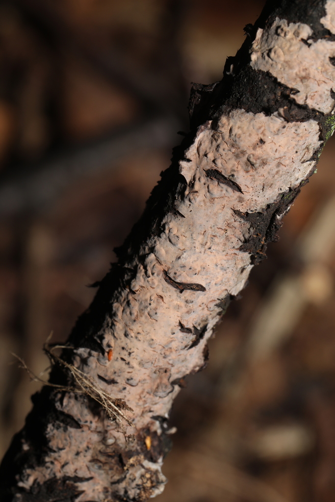 Peniophora quercina · February 2026 · photo: © steve_mcwilliam (iNaturalist, cc0)