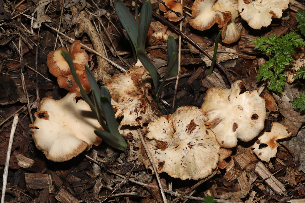 Tubaria furfuracea · February 2026 · photo: © steve_mcwilliam (iNaturalist, cc0)