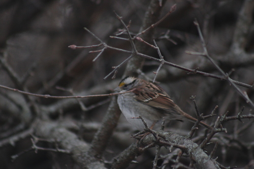 White-throated Sparrow