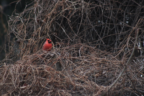 Northern Cardinal