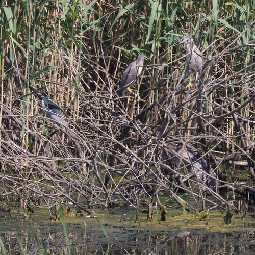 Gak (Nycticorax nycticorax)