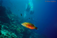 Oxycheilinus digramma