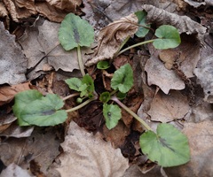 Ficaria verna calthifolia