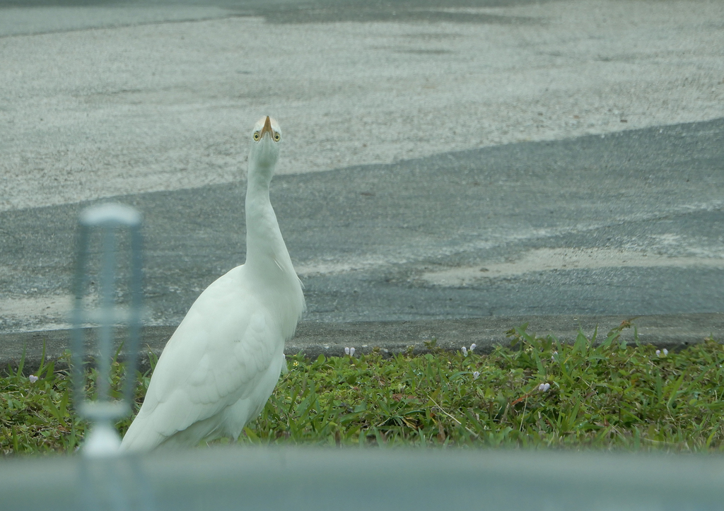 Western Cattle-Egret