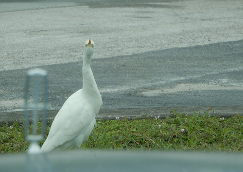 Western Cattle-Egret (Ardea ibis), a species recorded in Delaware