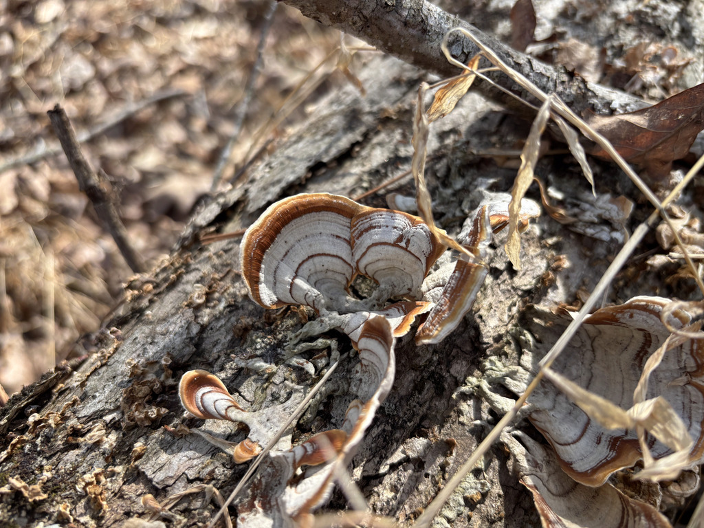 Stereum lobatum · February 2026 · photo: © poisonedbymicroplastic (iNaturalist, cc0)