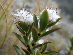 Veronica decumbens