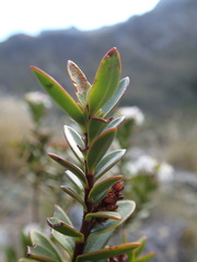 Veronica decumbens