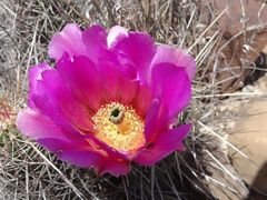 Echinocereus stramineus