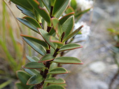 Veronica decumbens
