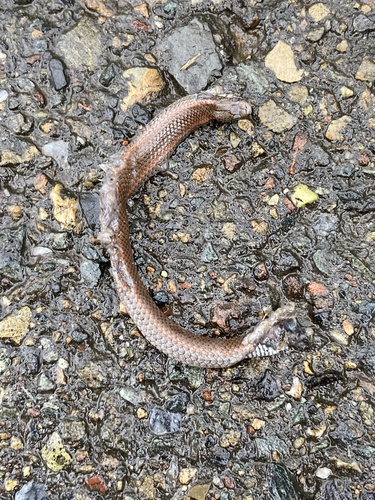 Common Sharp-tailed Snake