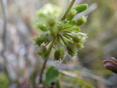 Azorella roughii