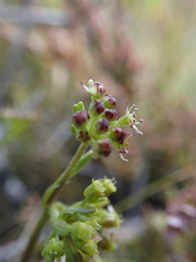 Azorella roughii
