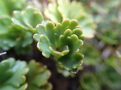 Azorella roughii