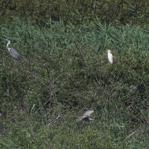 Čaplja govedarica (Ardea ibis)