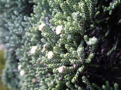 Helichrysum coralloides