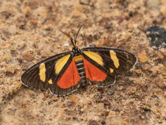 Phaegorista agaristoides