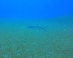 Scomberomorus regalis