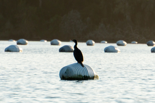 Kormoran