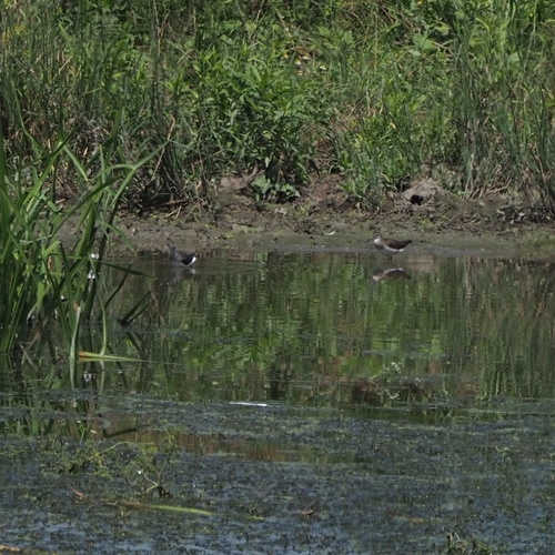 kalužiak perlavý (Tringa ochropus)