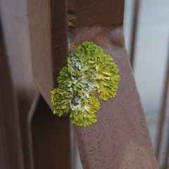 Xanthoria parietina