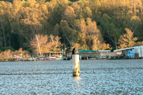 Kormoran