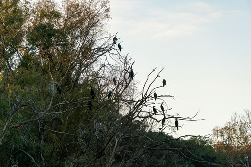 Kormoran