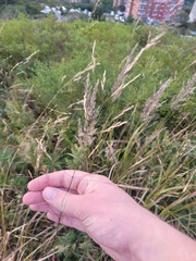 Chinese needle grass (Achnatherum pekinense)