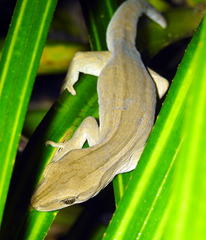 Toropuku inexpectatus