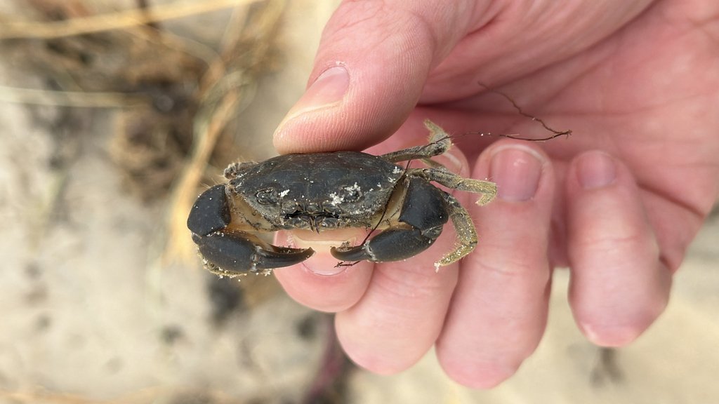 Atlantic mud crab