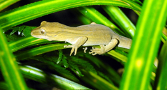 Toropuku inexpectatus