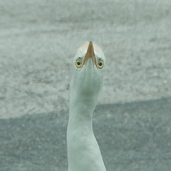 Bubulcus ibis image