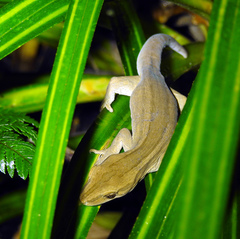 Toropuku inexpectatus