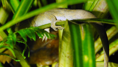 Toropuku inexpectatus