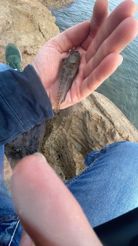 Parablennius pilicornis