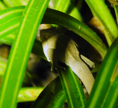 Toropuku inexpectatus
