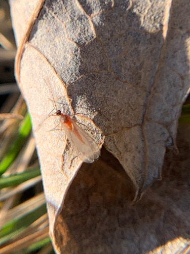 Unknown species found near River Run Trl, Fort Wayne, IN, US
