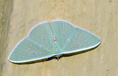 Comostola hauensteini