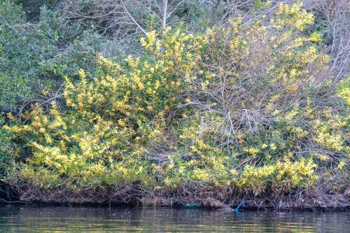 Longleaf Wattle