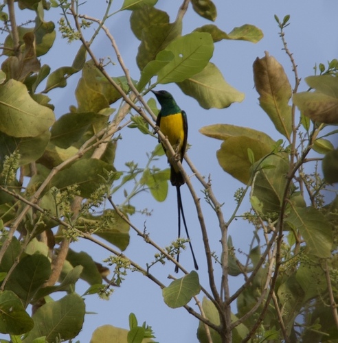Pygmy Sunbird